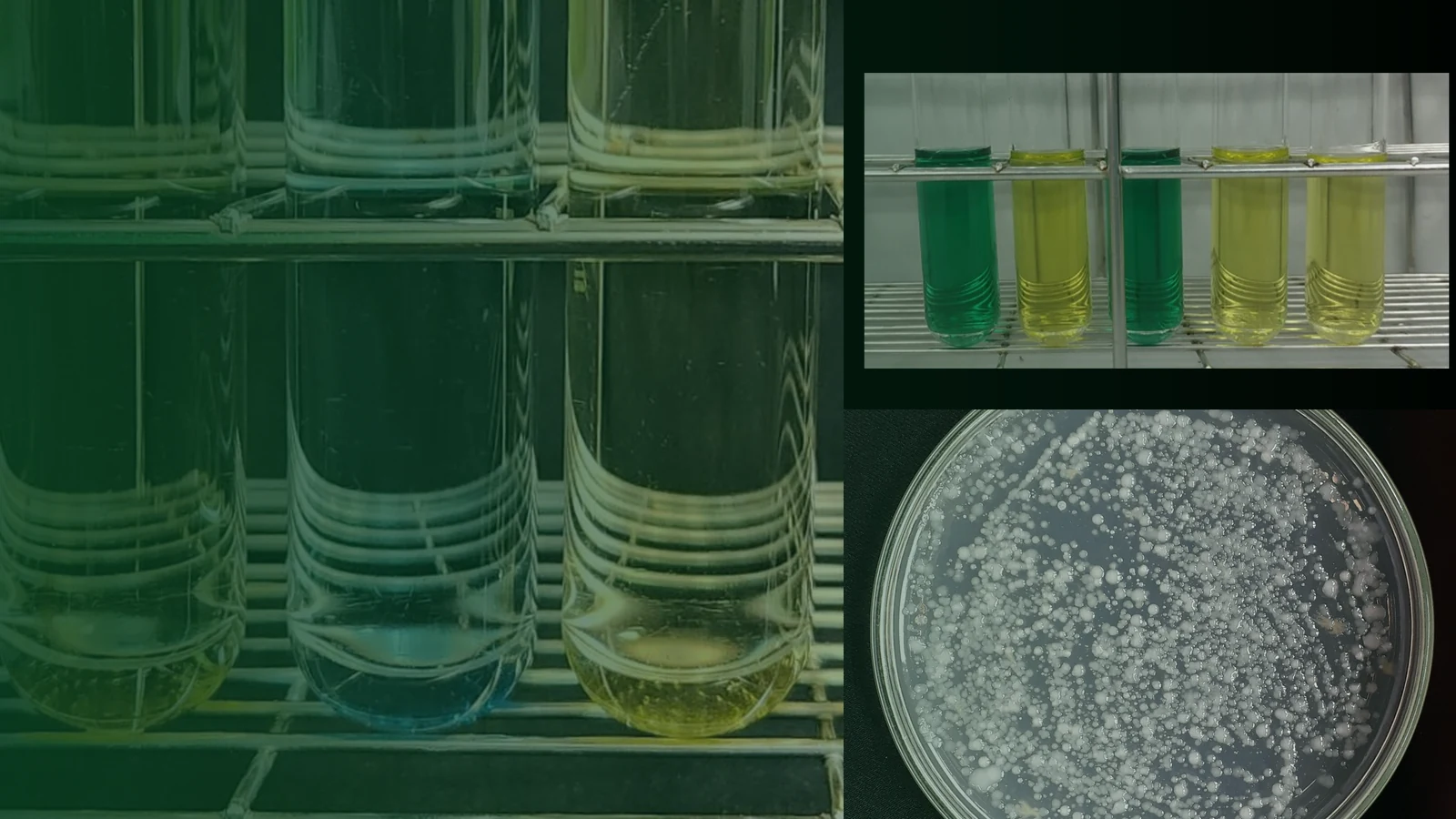 Nền tảng Bacillus cho thủy sản