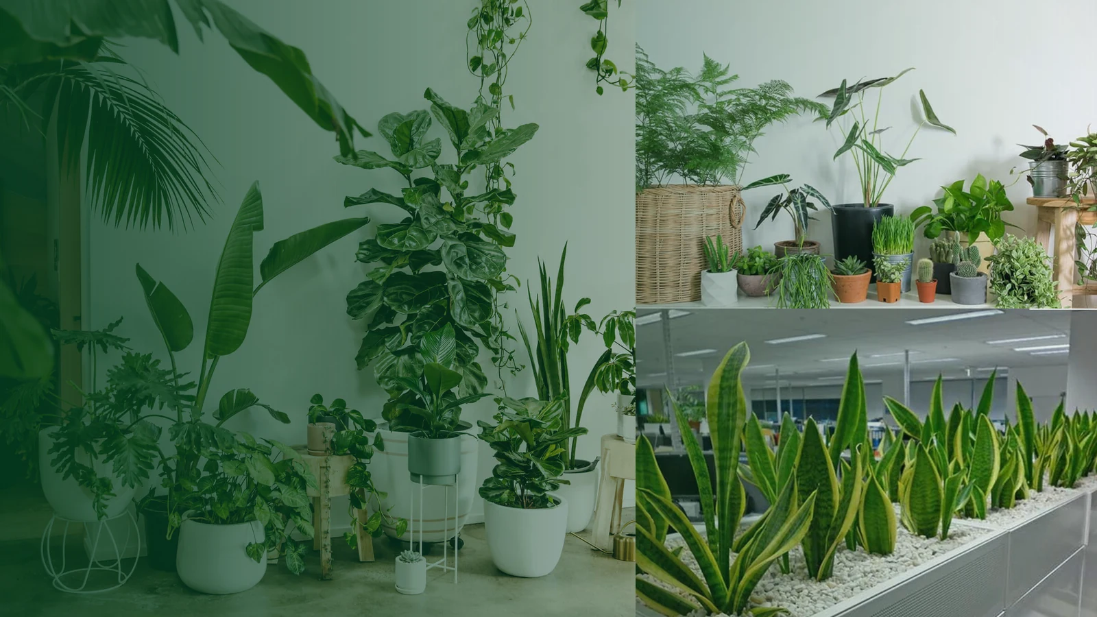 Green Office cho cây văn phòng