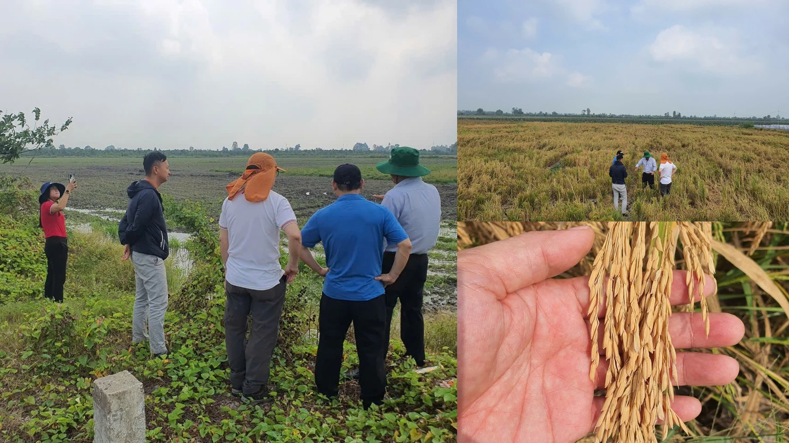 Xử lý rơm rạ